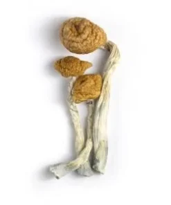 Penis Envy Mushrooms (Live Psilocybin)